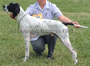 RDCC & 1st Open Dog